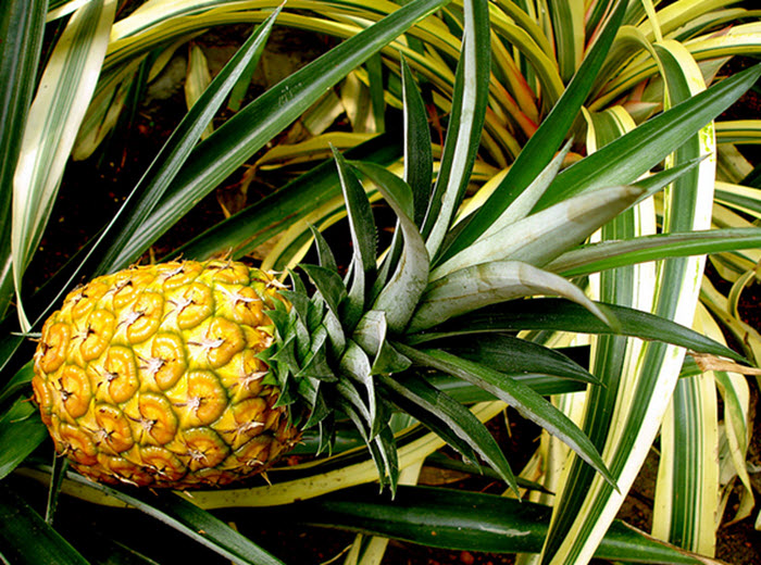 pineapple Nang-Lae